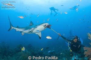Diving with Sharks by Pedro Padilla 